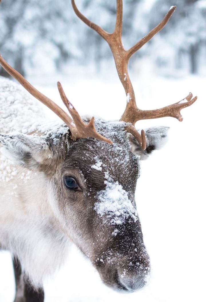 Reindeer