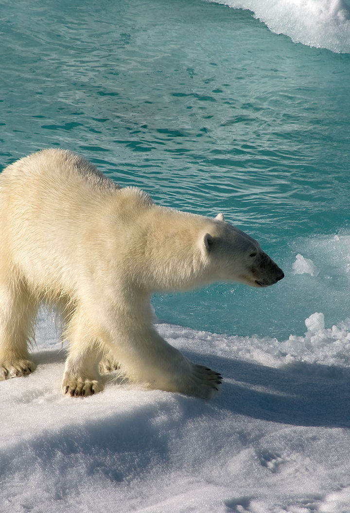 arctic spitsbergen polar bear on ice dbrom