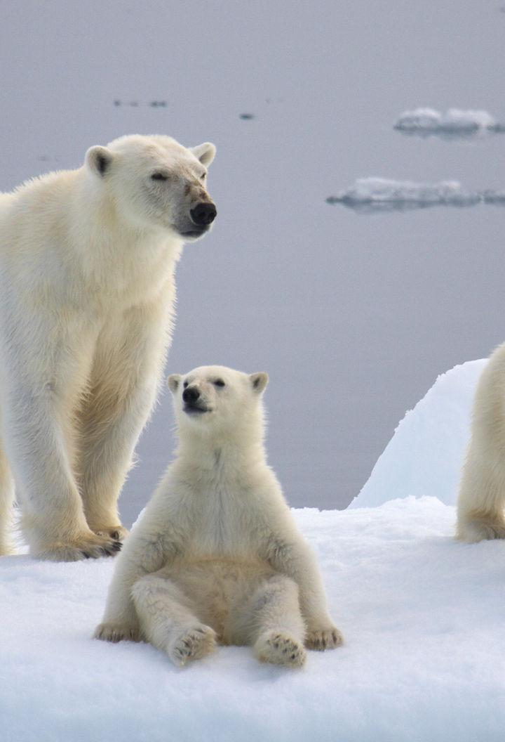 arctic wildlife polar bears db