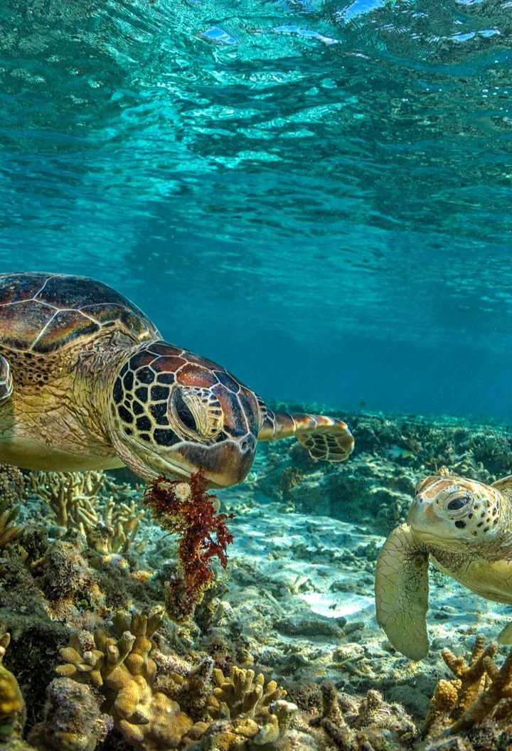 australia green turtles great barrier reef istk