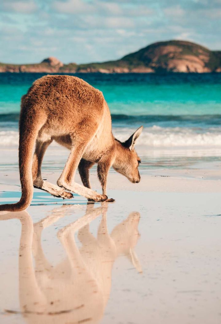 australia kangaroo reflection on beach astk