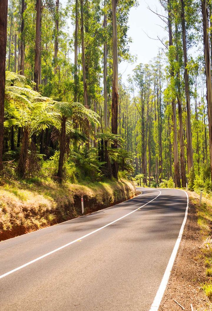 australia victoria road through forest yarra valley istk