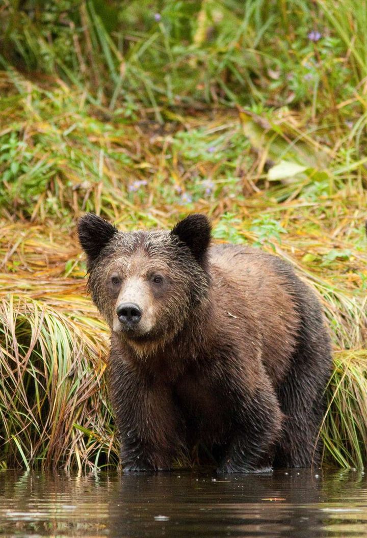 british columbia great bear lodge young bears