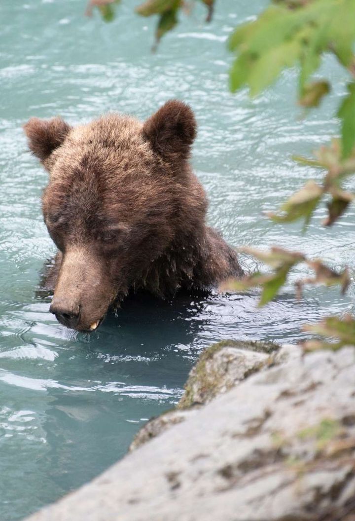 british columbia grizzly bear in river istl TomStrudley