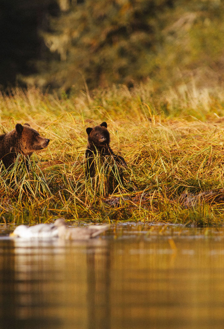 canada british columbia great bear rainforest ctc