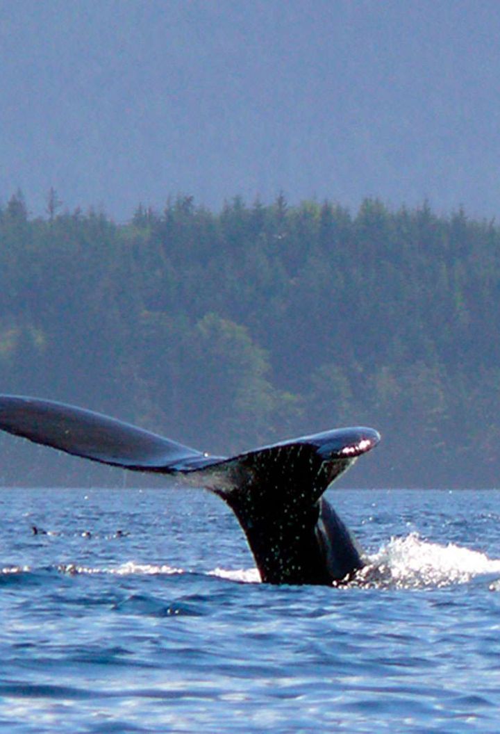 Humpback whale, British Columbia