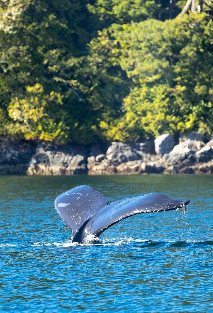 canada british columbia humpback whale tail diving by shoreline istk