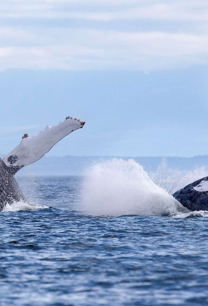 Humpback whales breaching