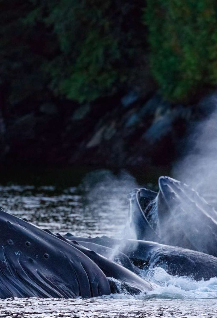 canada british columbia humpback whales feeding off vancouver island.istk