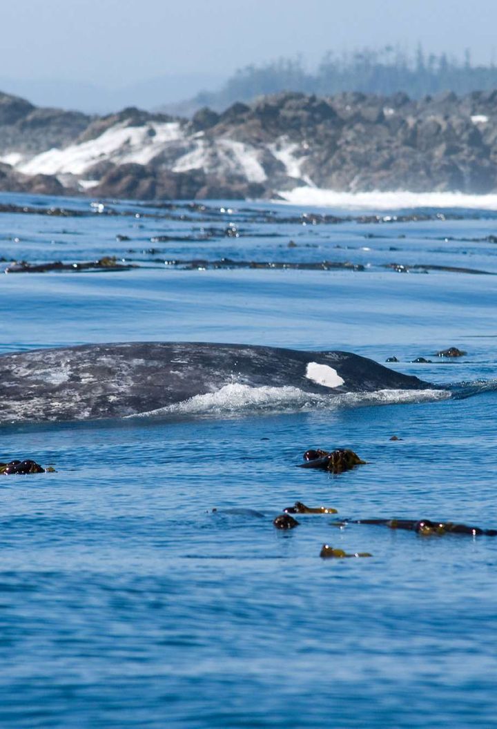 Grey whale near Tofino