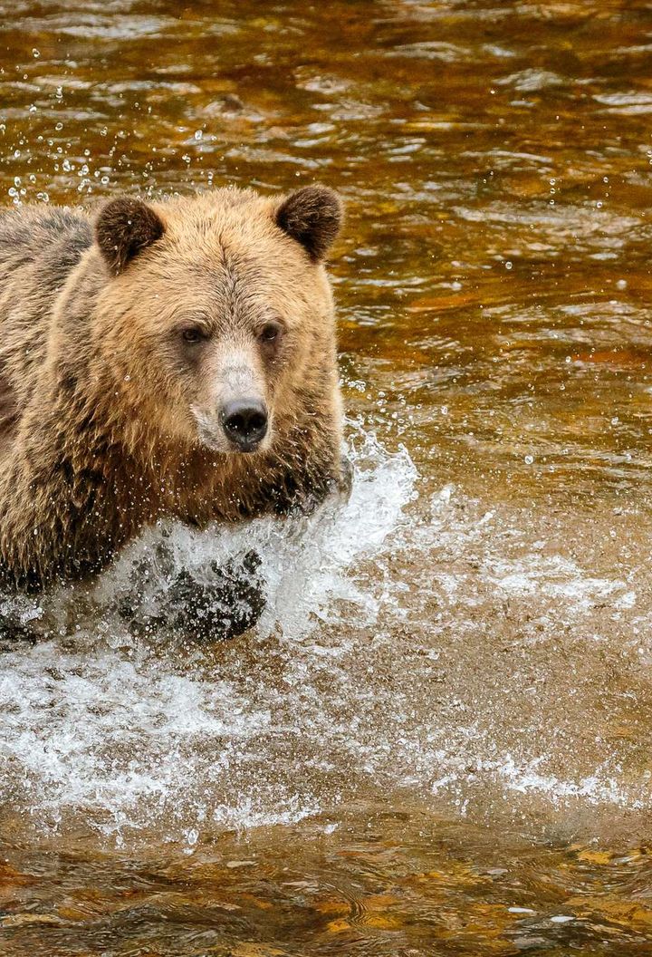 canada grizzly bear chasing salmon at knight inlet istk