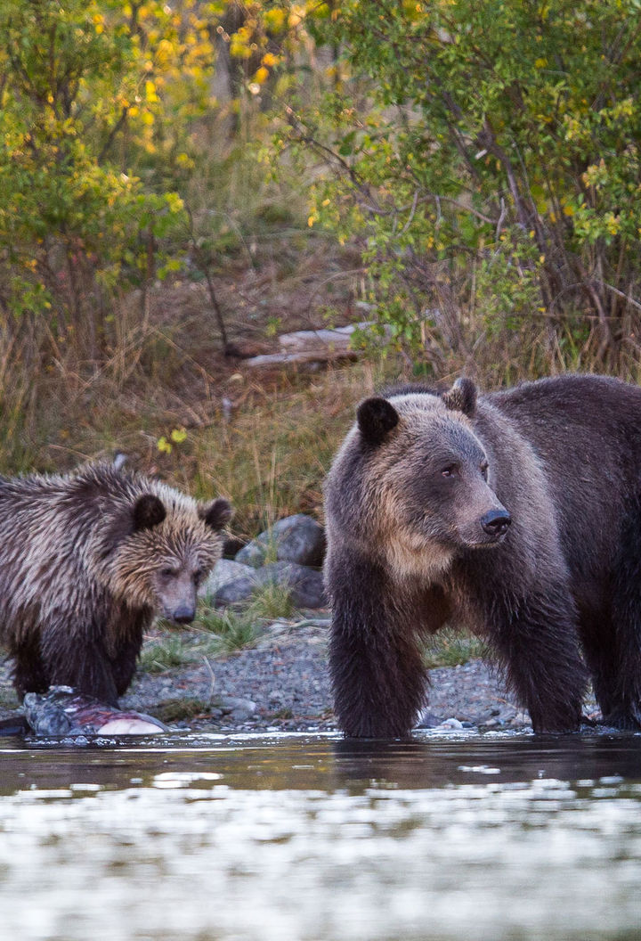 Grizzly bear family at water's edge