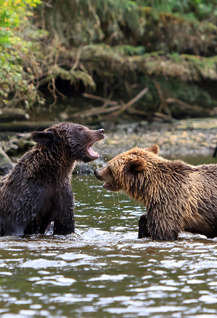 canada grizzly bears knight inlet british columbia istk