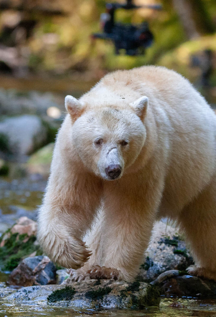 canada kermode bear in great bear rainforest bc istk