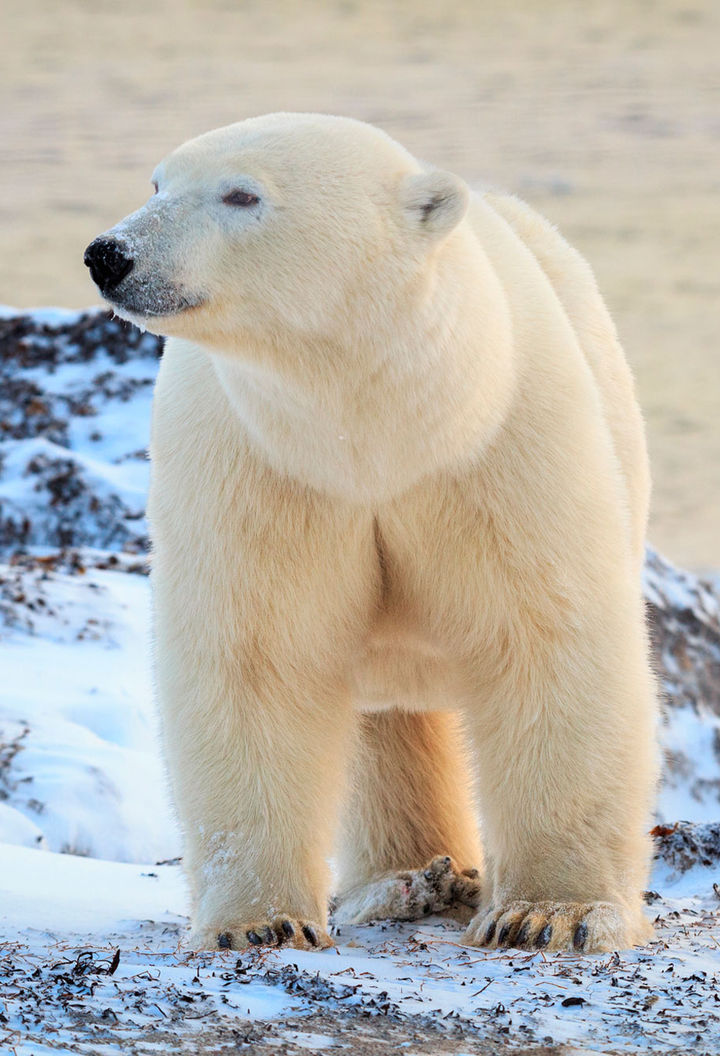 canada manitoba churchill polar bear on tundra adstk