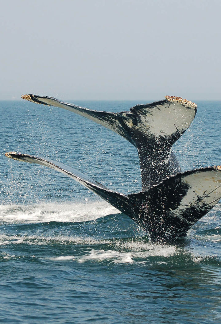 canada new brunswick twin humback whale tails tb