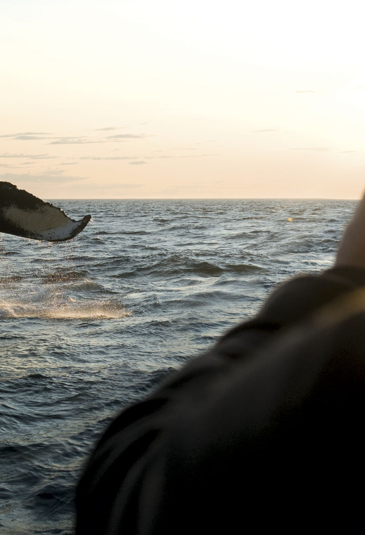 Whale watching from Brier Island