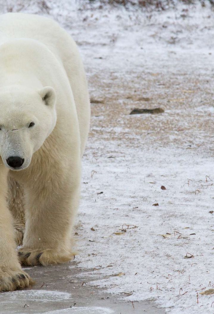 canada polar bear walking across frozen tundra churchill nha jared