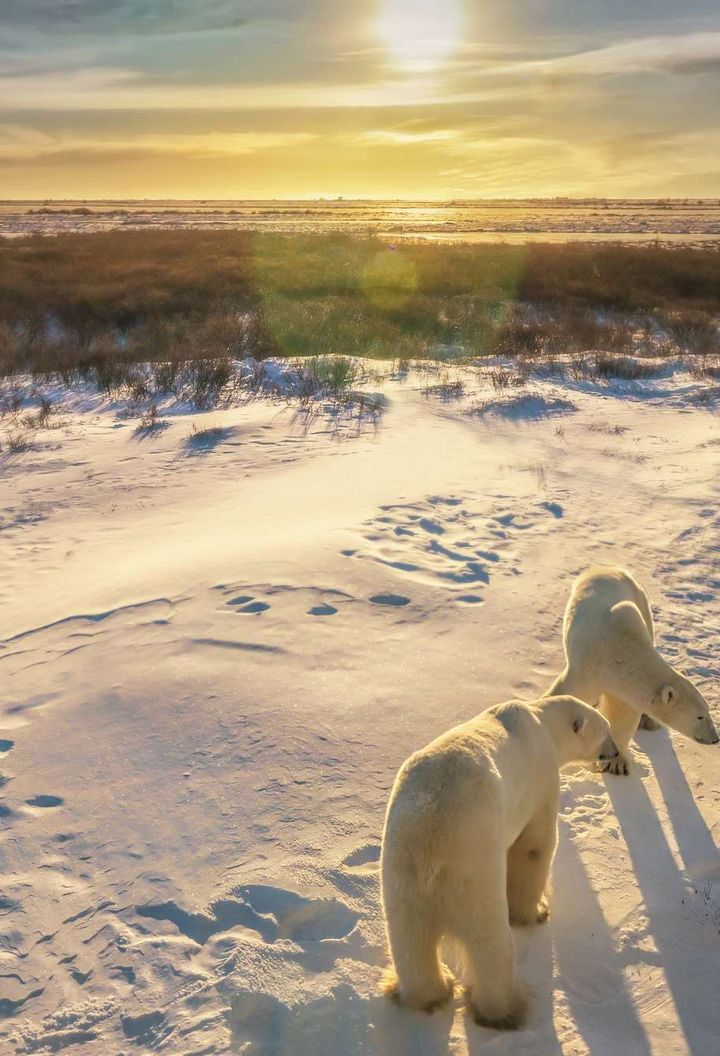 canada polar bears on tundra at sunset churchill istk