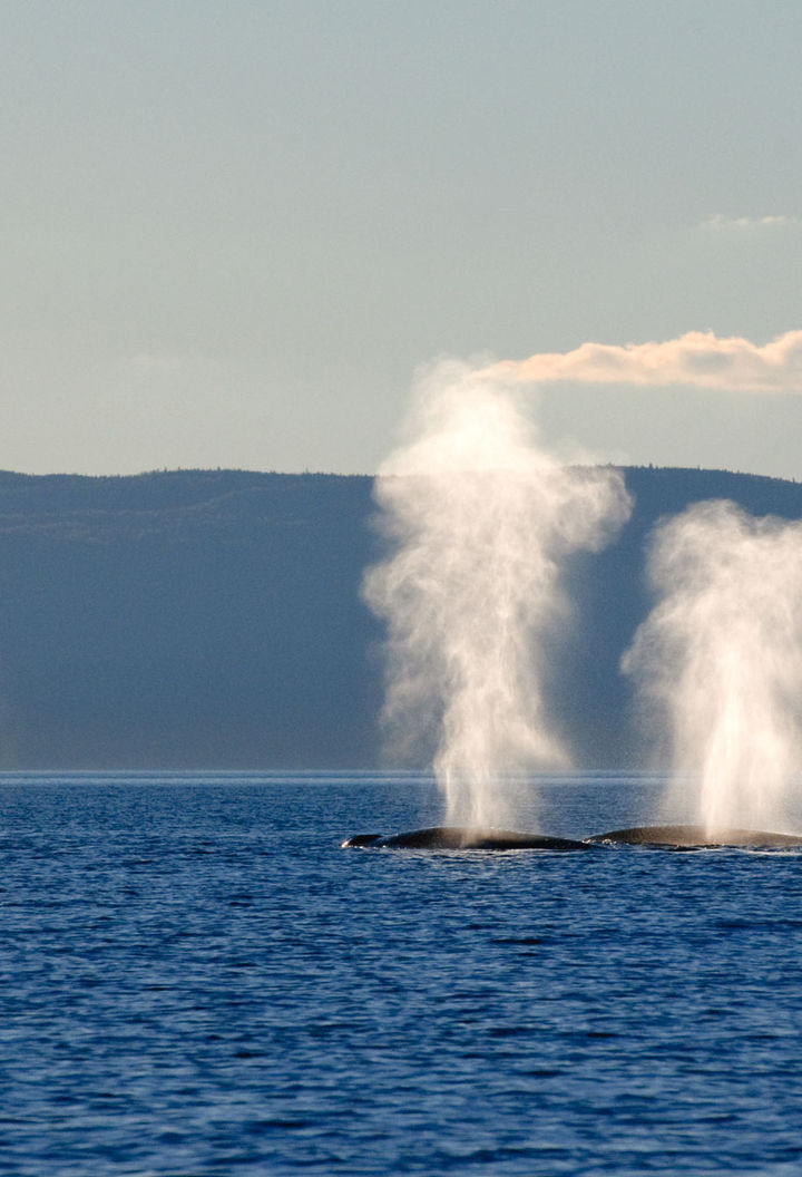 canada quebec whales in the st lawrence river dq