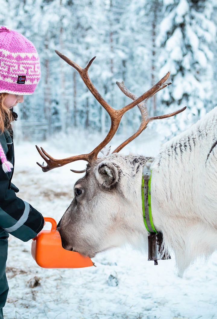 finnish lapland child hand feeding reindeer jof