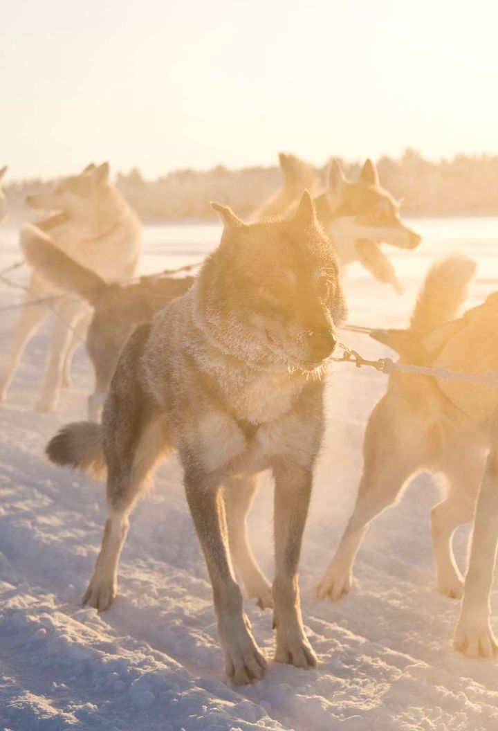 finnish lapland nellim husky sledding winter sun