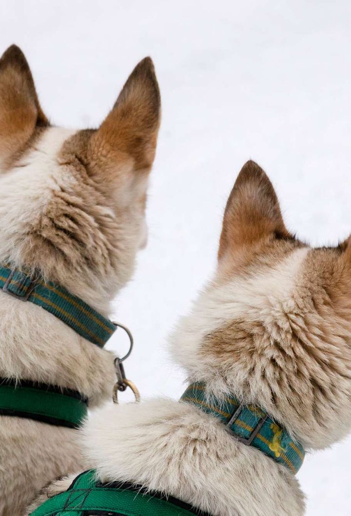 finnish lapland ranua husky heads from behind