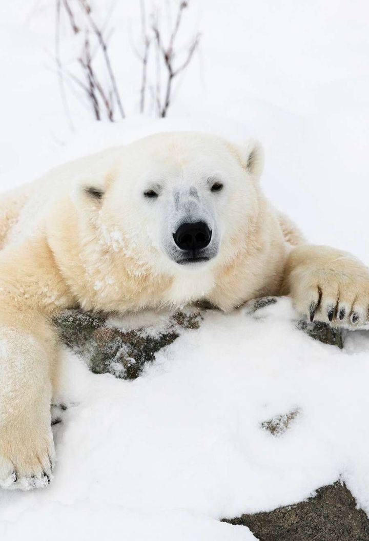 finnish lapland ranua wildlife park polar bear hello