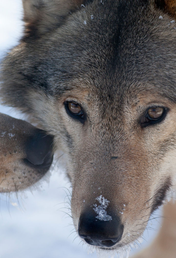 finnish lapland ranua wolf faces detail rwp