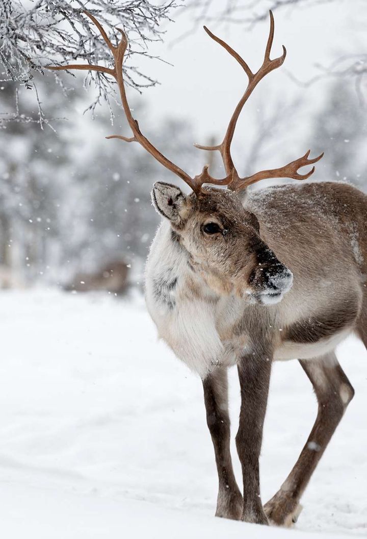 finnish lapland reindeer in inari landscape istk