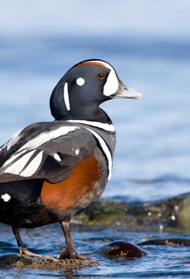 iceland birdlife harlequin duck istk