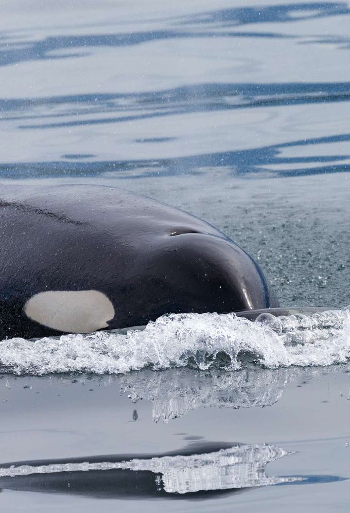 iceland orca pushing through water istk