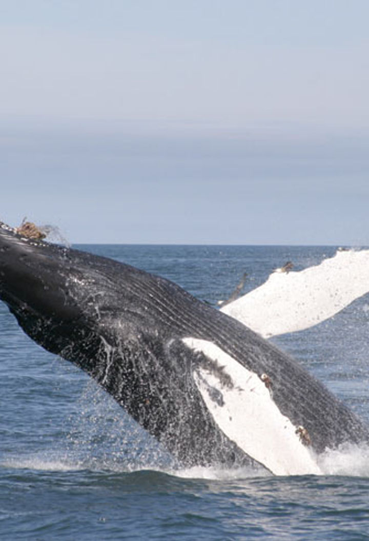 iceland wildlife humpback whale rth