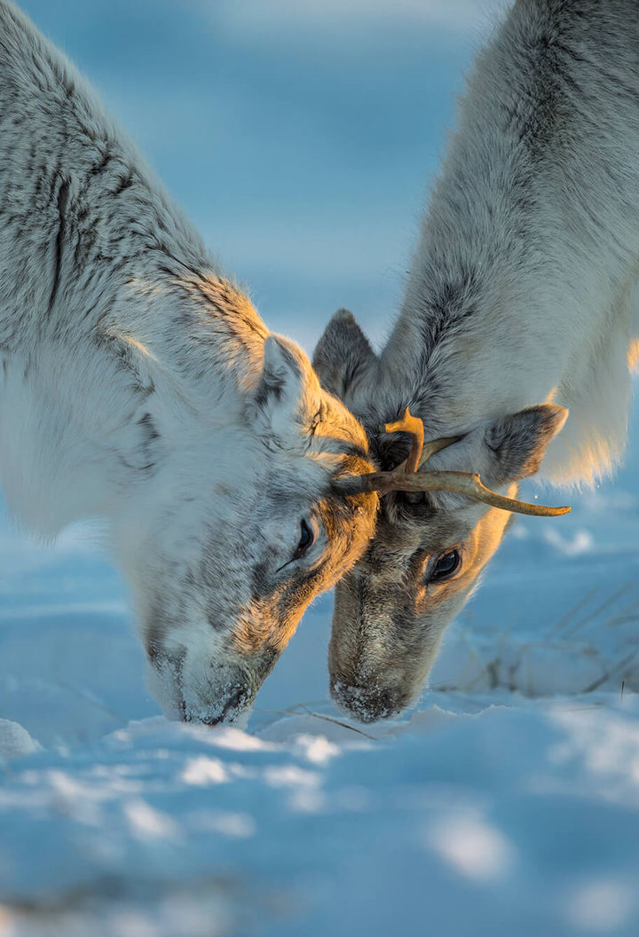 lapland reindeer interaction under warm winter light istk