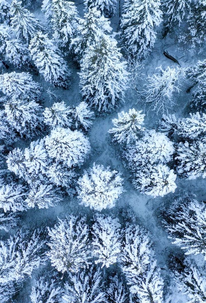 lapland winter forest drone view istk