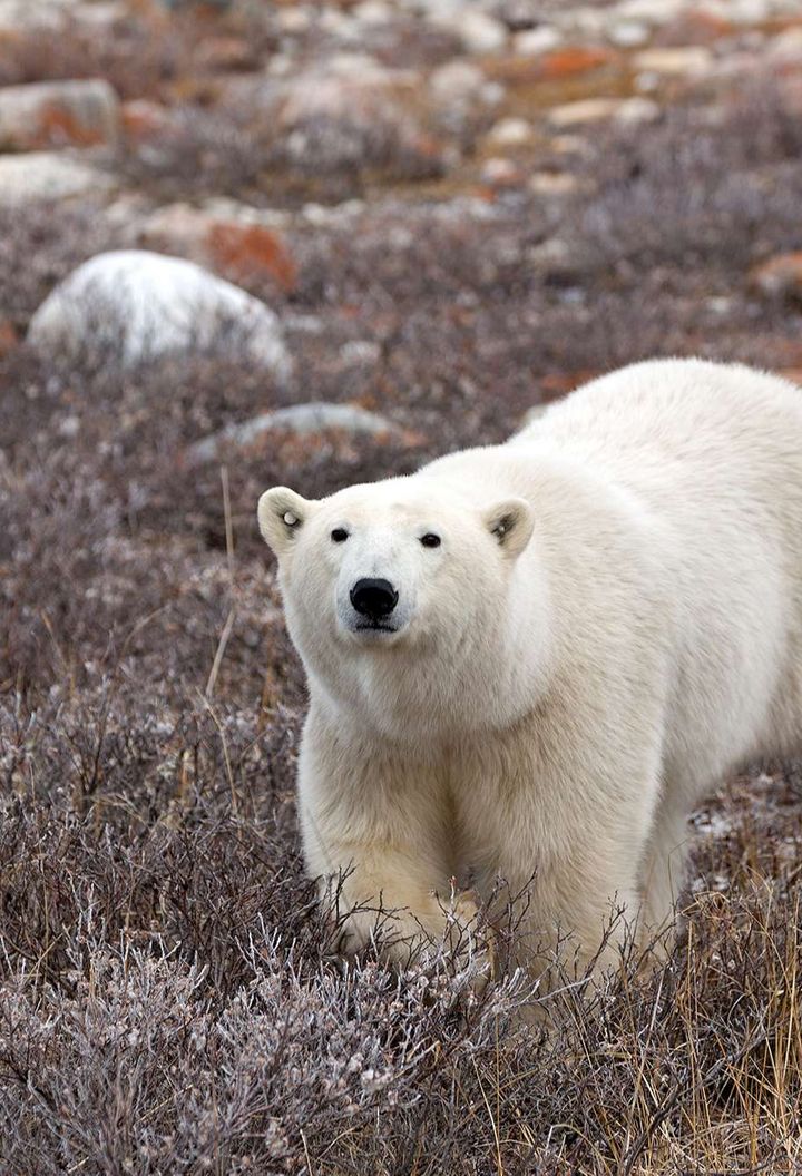 manitoba churchill wandering polar bear adstk