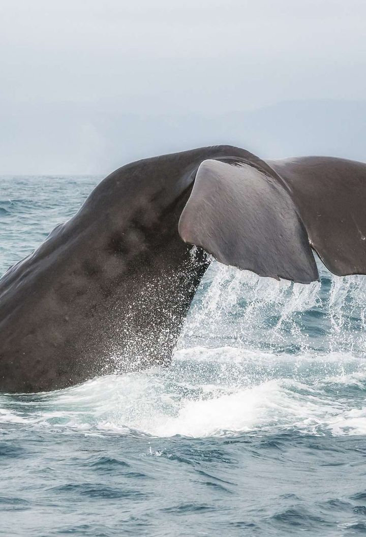 new zealand kaikoura diving sperm whale istk