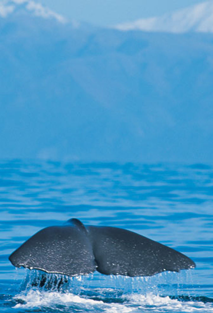 new zealand kaikoura whale tail2 tnz