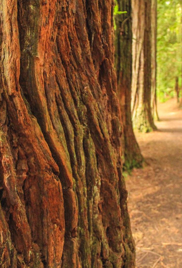 new zealand redwood forest path rotorua istk