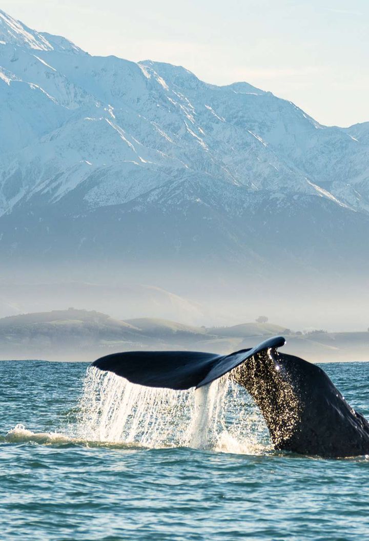 new zealand sperm whale kaikoura tb