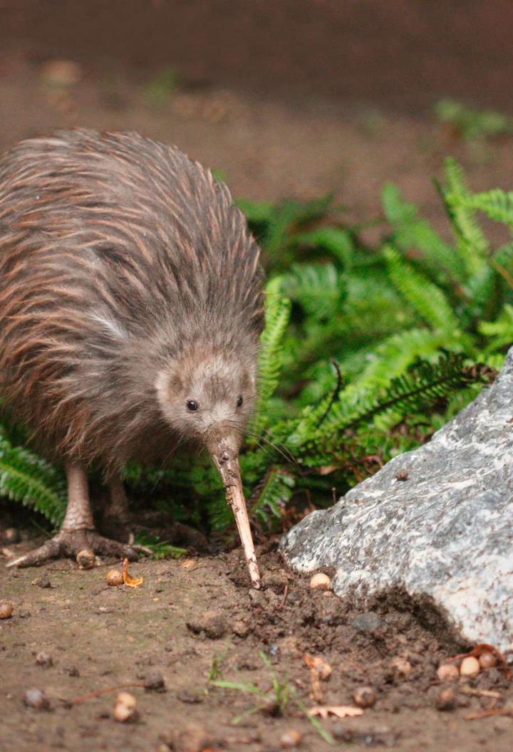 new zealand wildlife brown kiwi astk