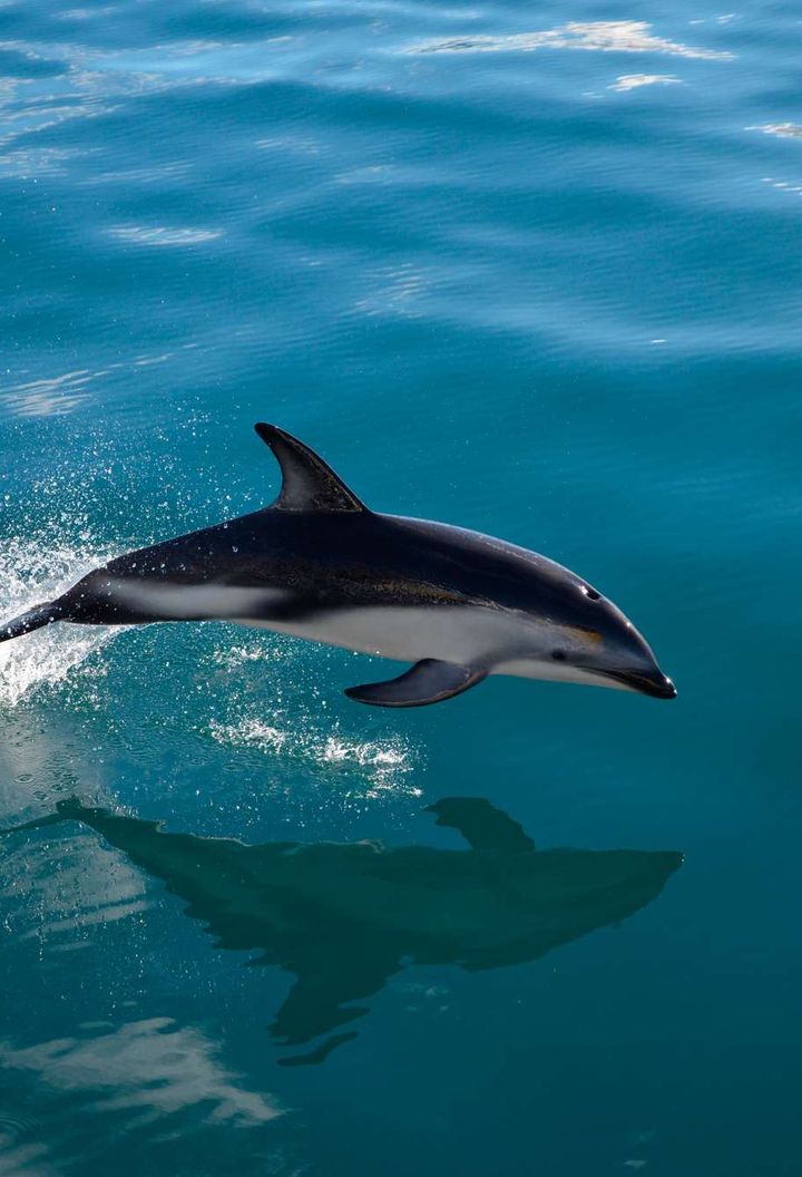 new zealand wildlife dusky dolphin kaikoura istk