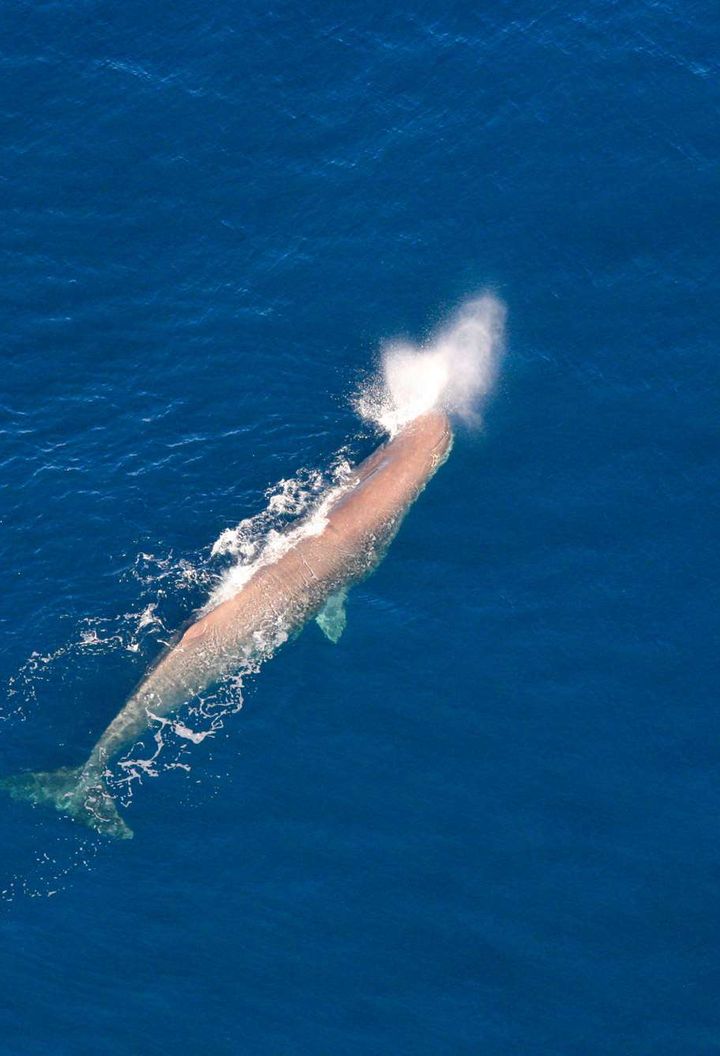 new zealand wildlife sperm whale kaikoura tnz