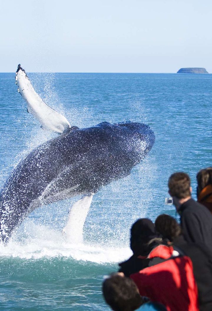 north iceland husavik humpback whale breaching ns