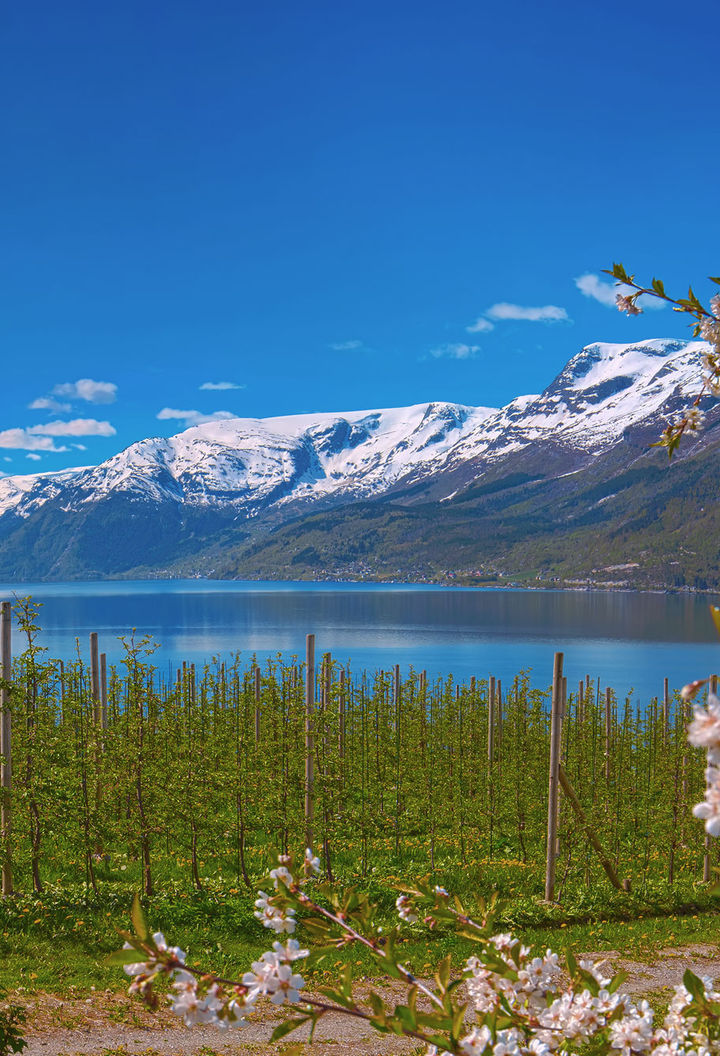 norway fjords hardangerfjord lofthus blossom istk m