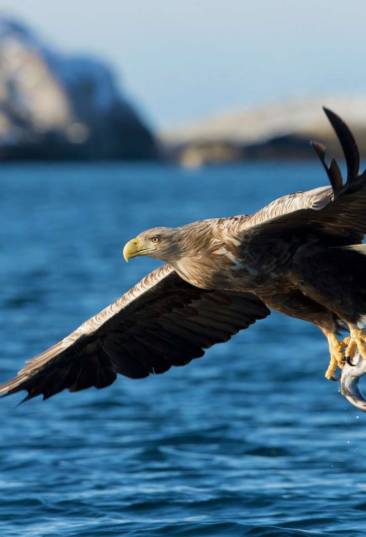 norway white tailed sea eagle istk