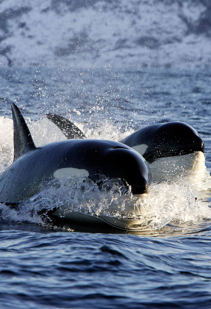 orca cutting through water istk