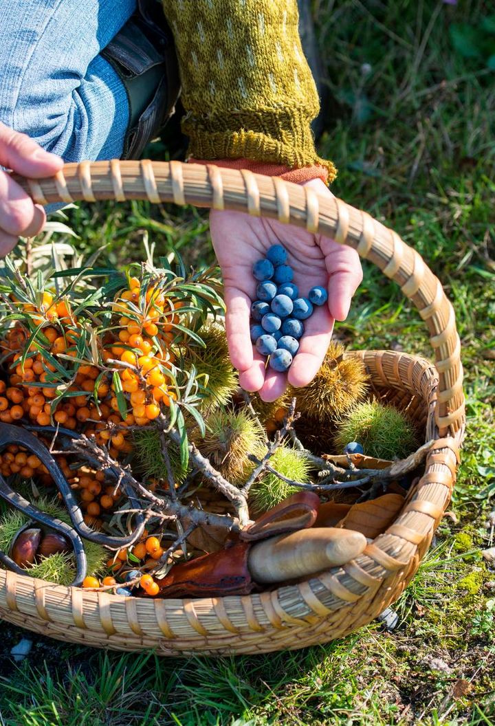 scandinavia foraging for berries istk