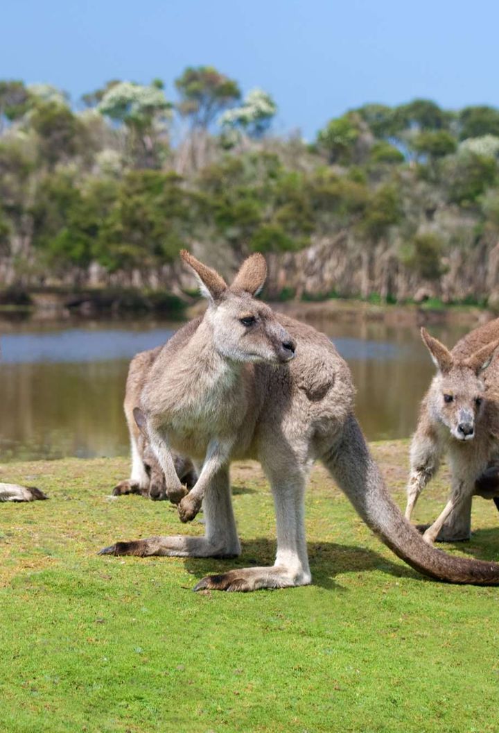 south australia kangaroos beside lake istk