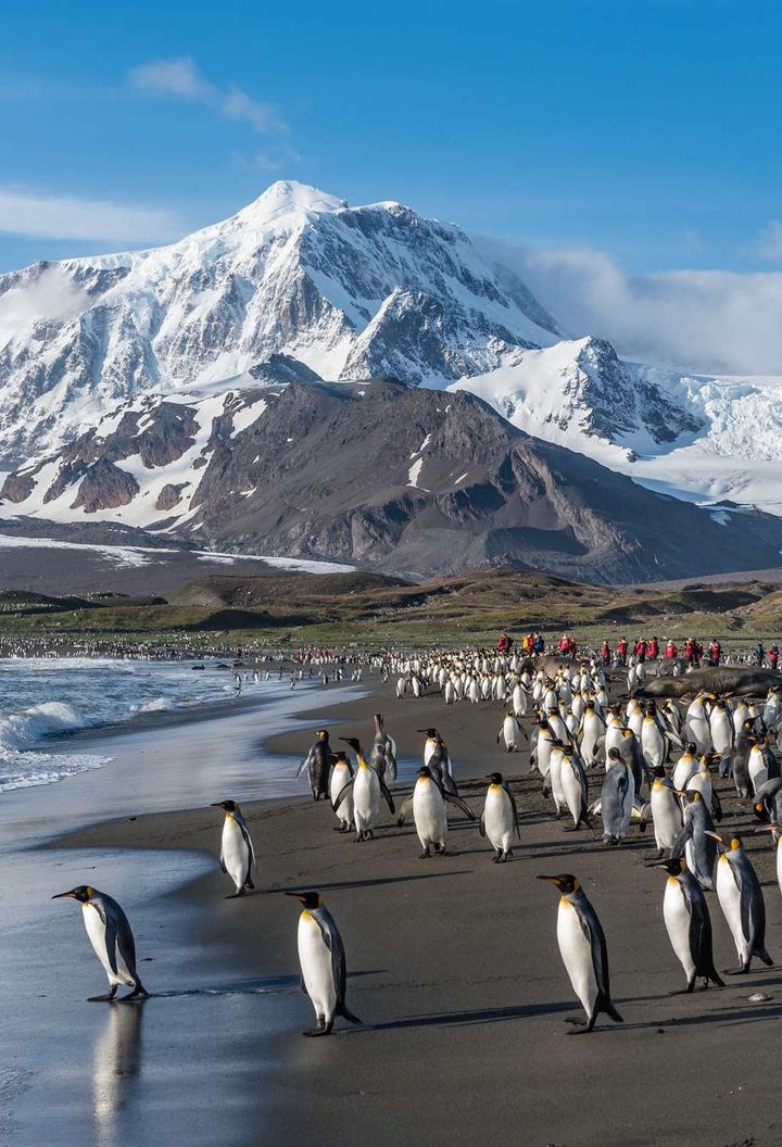 south georgia st andrews bay king penguins istk